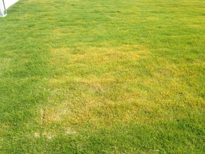 Yellow spots on the lawn. Why? What to do?