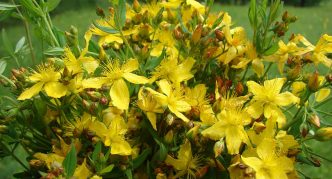 St. John's wort